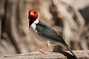 Picture 'Br1_1_00970 Bird, Pantanal Bird, Brazil'